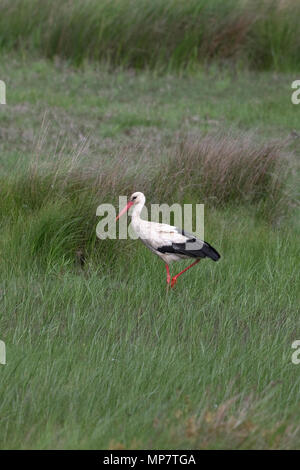 Cigogne Blanche (Ciconia ciconia) Roumanie RO Mai 2018 Banque D'Images
