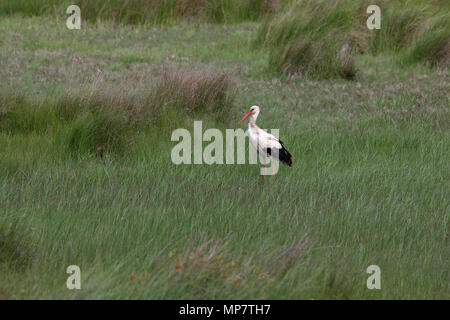 Cigogne Blanche (Ciconia ciconia) Roumanie RO Mai 2018 Banque D'Images