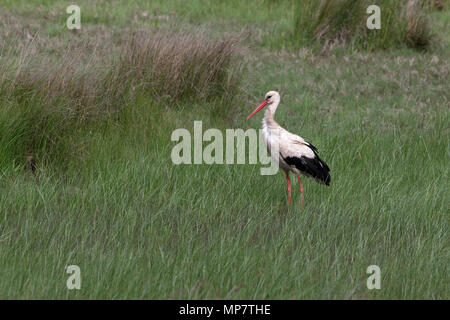 Cigogne Blanche (Ciconia ciconia) Roumanie RO Mai 2018 Banque D'Images