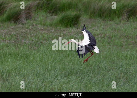 Cigogne Blanche (Ciconia ciconia) Roumanie RO Mai 2018 Banque D'Images