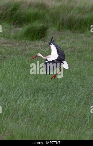 Cigogne Blanche (Ciconia ciconia) Roumanie RO Mai 2018 Banque D'Images
