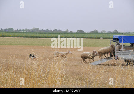 Les troupeaux de moutons de berger dans un chariot d'une série de six images Banque D'Images