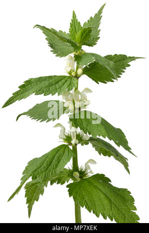 Twig de lamier blanc isolé sur fond blanc Banque D'Images