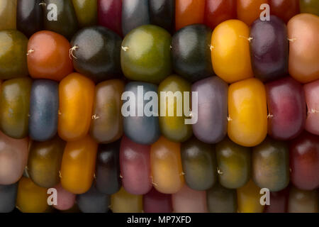 Close up de matières premières fraîches gemme colorée sur maïs en verre plein format s/n Banque D'Images