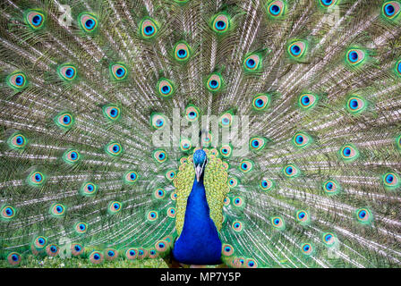 Close up of Peacock avec ses ailes ouvrir Banque D'Images