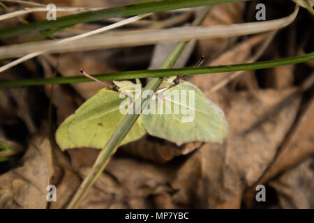 Close-up de deux portées brimstone Gonepteryx rhamni papillons Banque D'Images