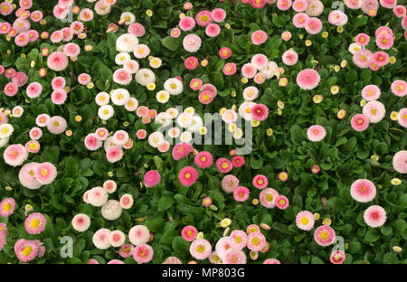 Bellis perennis Bellis (pâquerettes) Pomponette Banque D'Images