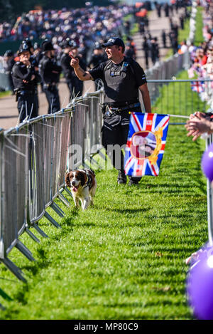 Mariage Royal. Les chiens renifleurs de la police patrouille dans la foule le long de la Longue Marche, Windsor. Avant la sécurité à Meghan Markle et mariage prince Harry Banque D'Images