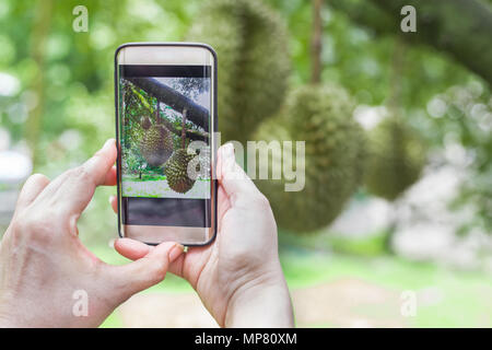 Prenez une photo de durian tree with smart phone at jardin Durian en Thaïlande Banque D'Images