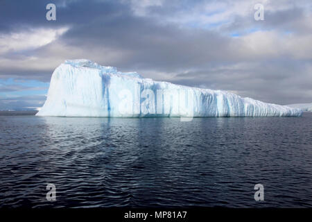 Le varech Goélands et sternes arctiques et de vol assis sur iceberg, Péninsule Antarctique Banque D'Images