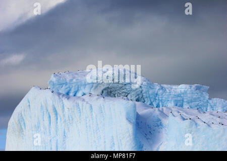 Le varech Goélands et sternes arctiques et de vol assis sur iceberg, Péninsule Antarctique Banque D'Images