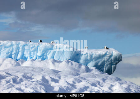 Le varech Goélands et sternes arctiques et de vol assis sur iceberg, Péninsule Antarctique Banque D'Images