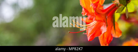 Belle bannière orange Azalea Banque D'Images