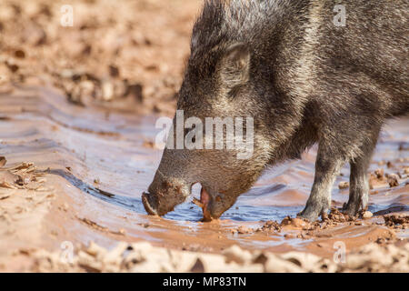 Un grand javelina la recherche d'eau dans le sud de l'Arizona, USA. Banque D'Images