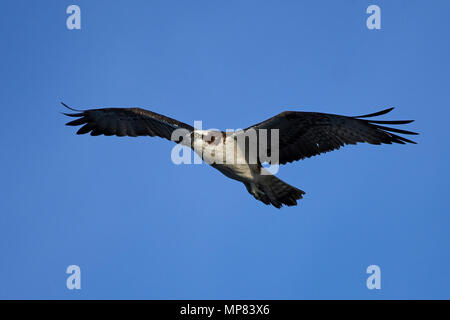 Osprey en vol dans son habitat naturel Banque D'Images