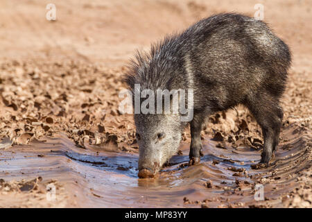 Un grand javelina la recherche d'eau dans le sud de l'Arizona, USA. Banque D'Images