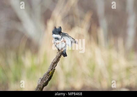 Une femelle adulte martin-lissage sur un accroc. Banque D'Images