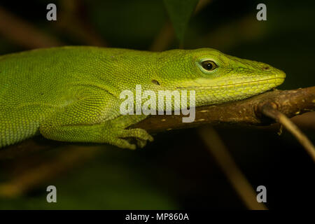 L'anole carolina (Anolis carolinensis) également connu sous le nom de l'anole vert, est le seul anole originaire des États-Unis. Banque D'Images