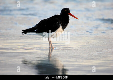 L'huîtrier Haematopus leucopodus, Magellan, Îles Falkland Banque D'Images