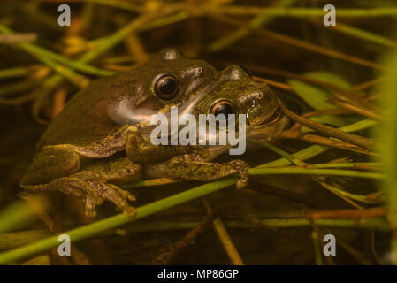 Une paire d'écureuil rainettes (Hyla squirrela) en amplexus dans une piscine de l'eau dans la forêt de North Carolina, USA. Banque D'Images