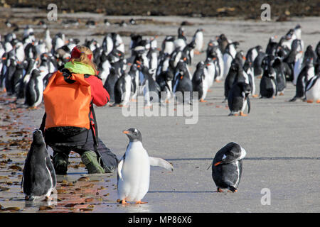 Photographe à prendre des photos de manchots, Saunders, Îles Falkland Banque D'Images