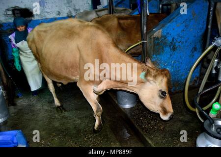 Vache de la traite dans la région de GRANJA PORCON - coopérative évangélique - département de Cajamarca au Pérou. Banque D'Images