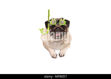 Sourire espiègle de puppy dog pug avec tuba vert et des lunettes, prêt à plonger, isolé , pendaison avec pattes sur bannière blanche Banque D'Images