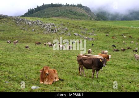 Vache de la traite dans la région de GRANJA PORCON - coopérative évangélique - département de Cajamarca au Pérou. Banque D'Images