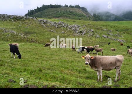 Vache de la traite dans la région de GRANJA PORCON - coopérative évangélique - département de Cajamarca au Pérou. Banque D'Images