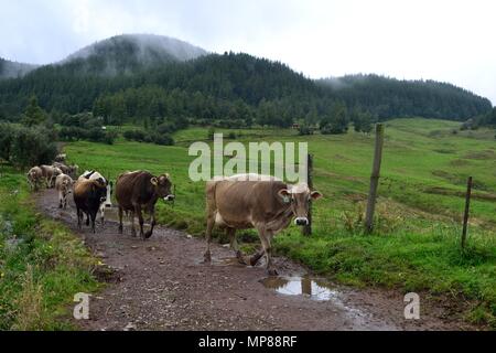 Vache de la traite dans la région de GRANJA PORCON - coopérative évangélique - département de Cajamarca au Pérou. Banque D'Images