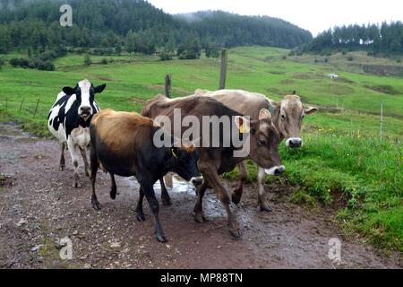 Vache de la traite dans la région de GRANJA PORCON - coopérative évangélique - département de Cajamarca au Pérou. Banque D'Images