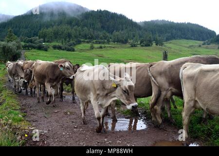 Vache de la traite dans la région de GRANJA PORCON - coopérative évangélique - département de Cajamarca au Pérou. Banque D'Images