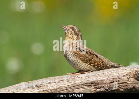 Une eurasienne fourmilier (Jynx torquilla) sur la direction générale. Banque D'Images