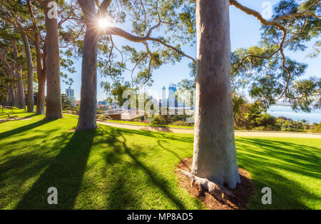 Parfumé au citron gommiers (Corymbia citriodora) doublure Fraser Avenue à Kings Park, avec la ville de Perth et la rivière Swan dans la distance. Perth, Australie Banque D'Images