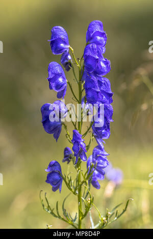 Monk's hood (Aconitum napellus) fleurs bleu vert sur fond flou Banque D'Images