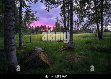 Coucher de soleil pittoresque paysage avec des bouleaux et de prairie à une nuit d'été en Finlande Banque D'Images