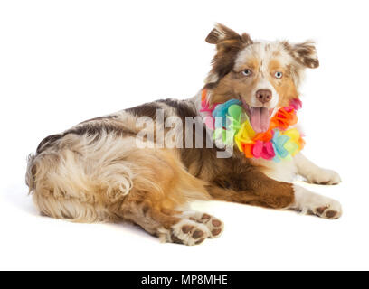 American shepherd avec collier de fleurs sur fond blanc Banque D'Images