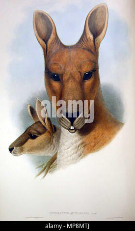 . Macropus antilopinus . 1863. John Gould (1804-1881) Noms alternatifs Gould zoologiste Britannique Description Date de naissance/décès 14 Septembre 1804 2 mars 1881 Lieu de naissance/décès, Lyme Regis London Authority control : Q313787 : VIAF 29597222 ISNI : 0000 0001 2125 9888 ULAN : 500006638 RCAC : n79100355 35137514 756 ALN : WorldCat Kangourou antilope Banque D'Images