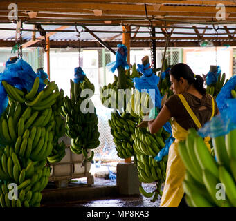 Del Monte usine de transformation de la banane au Costa Rica Banque D'Images