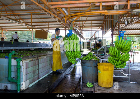 Del Monte usine de transformation de la banane au Costa Rica Banque D'Images