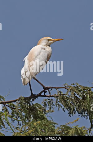 Héron garde-boeufs (Bubulcus ibis ibis) perché en haut d'arbres adultes à l'île de Santiago, Cap-Vert Avril Banque D'Images