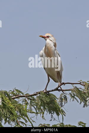 Héron garde-boeufs (Bubulcus ibis ibis) perché en haut d'arbres adultes à l'île de Santiago, Cap-Vert Avril Banque D'Images