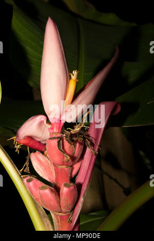 Pink Banana (Musa velutina) Banque D'Images