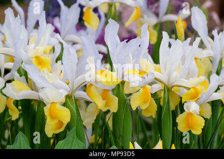 Iris x hollandica 'Apollo'. Dutch Iris 'Apollo' fleurs à un flower show. UK Banque D'Images