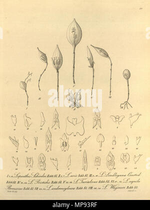 . Illustration de : I. 1-4. Lepanthes schiedei II. 5-7. Lepanthes avis III. 8-10. Lepanthes lindleyana IV 11-14. Lepanthes disticha (syn. Lepanthes pristidis 15,16 V). Lepanthes turialvae VI. 17-21. Lepanthes aquila-borussiae VII 22-25. Lepanthes mucronata (syn. Lepanthes andrenoglossa) VIII 26, 28. Lepanthes wageneri . 1858. Heinrich Gustav Reichenbach (1824-1889) Noms alternatifs Rchb.f. German-Saxon pteridologist Description, botaniste, ornithologue et enseignant à l'université Date de naissance/Décès 3 Janvier 1824 6 mai 1889 Lieu de naissance/décès Dresde Hambourg location Le Travail Banque D'Images