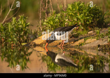 Huîtrier pie, Haematopus ostralegus, reflétée dans l'eau d'un loch,soirée d'été dans les highlands écossais Banque D'Images