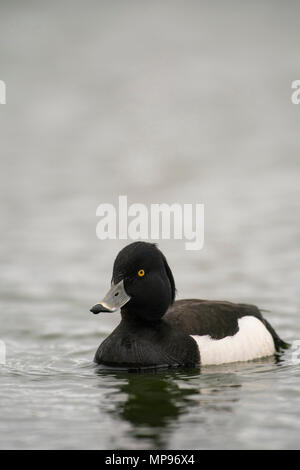 ; Fuligule morillon Aythya fuligula, Drake, plumage de reproduction au printemps, sur un loch écossais. Banque D'Images