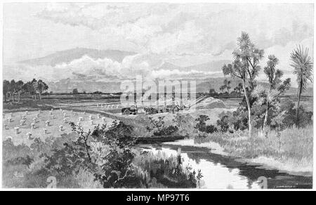 Gravure d'agriculteurs de la récolte de cultures sur la plaine Taiera, Nouvelle-Zélande. À partir de l'Atlas pittoresque d'Australasie Vol 3, 1886 Banque D'Images