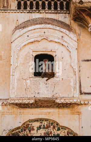 Visiter Galta Ji, le temple aux singes à Jaipur, Inde Banque D'Images