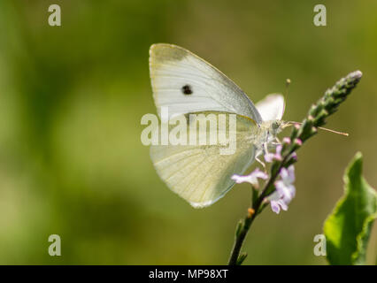 Plan Macro sur un bois papillon blanc recueillir le nectar d'une fleur. Banque D'Images